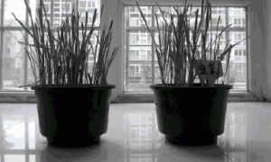 阳台韭菜栽培技术