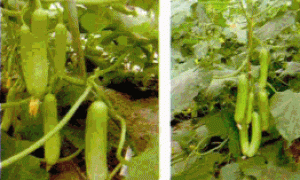 家庭阳台种菜技术系列谈（5）水果型黄瓜的家庭盆栽技术