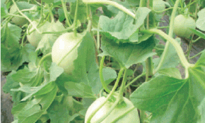 薄皮甜瓜高效栽培措施