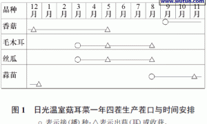 日光温室菇耳菜一年四茬生产技术