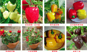 家庭阳台种菜技术系列谈（6） 彩色甜椒的家庭盆栽技术
