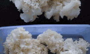 绣球菌栽培新技术