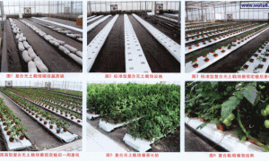 多功能（LG-D）无土栽培模式及配套设施