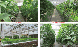 无土栽培技术的现状及存在问题