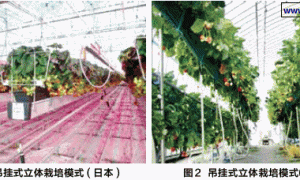 草莓无土栽培的几种模式