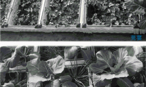 阳台蔬菜种植技术