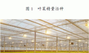 水培叶菜自动化生产系统