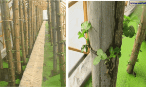 水培的几种类型