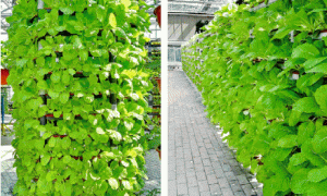 无土栽培技术推广的受众定位