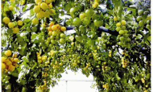 果菜长季节（无土）栽培的问题探讨