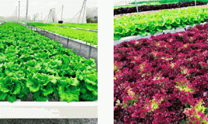 水培蔬菜的营养品质与安全性