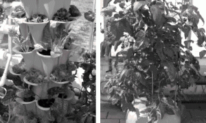 阳台菜园无土栽培装置及种植技术