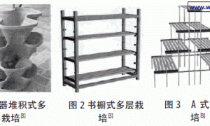 浅谈家庭蔬菜创新栽培