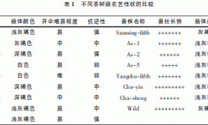 茶树菇农艺性状比较及菌株筛选分析